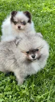 Sable male , a male Pomeranian for sale in Bourbonnais, IL – 3 of 5