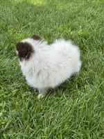 Rare chocolate roan female, a female Pomeranian for sale in Bourbonnais, IL – 5 of 7