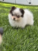 Rare chocolate roan female, a female Pomeranian for sale in Bourbonnais, IL – 3 of 7