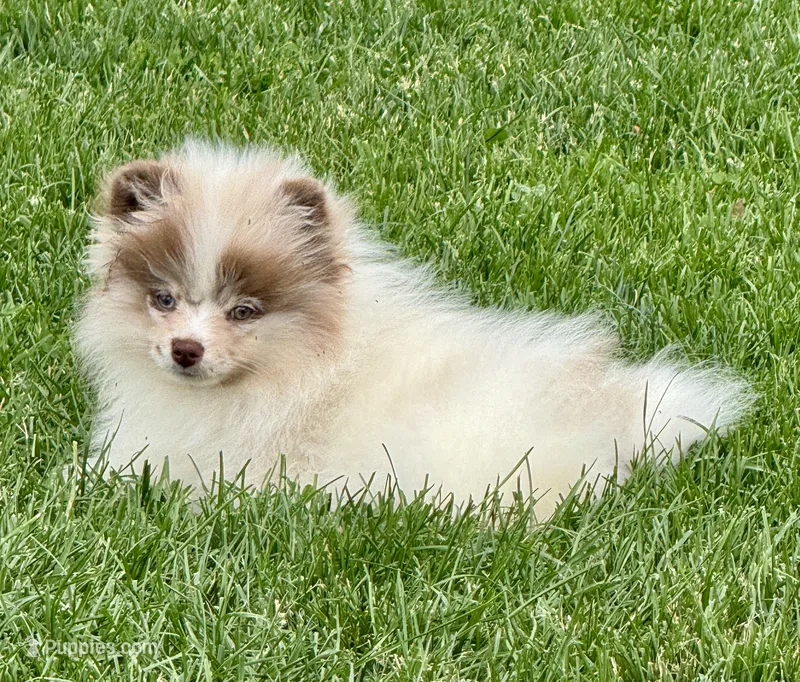 Choc merle male  – Pomeranian puppy for sale in Bourbonnais, IL