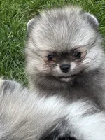 Sable smaller boy , a male Pomeranian for sale in Bourbonnais, IL – 2 of 4