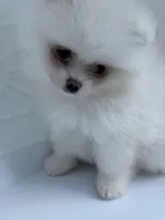 White male , a male Pomeranian for sale in Bourbonnais, IL – 4 of 7