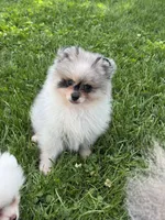 Merle male , a male Pomeranian for sale in Bourbonnais, IL – 5 of 7