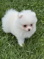 White male , a male Pomeranian for sale in Bourbonnais, IL – 3 of 7