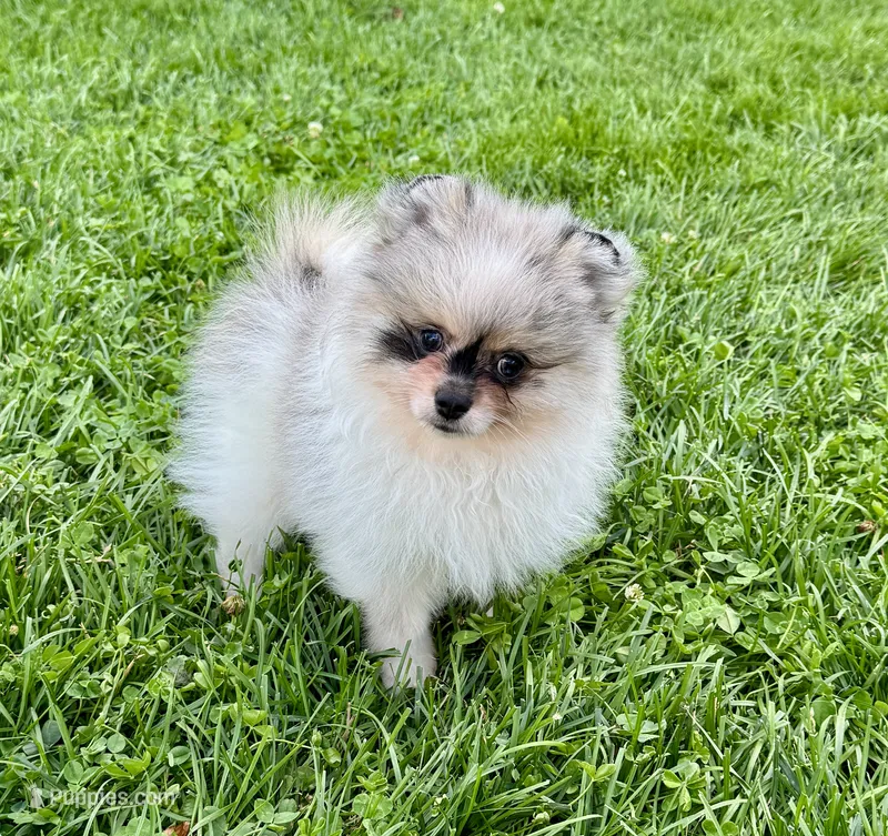 Merle male  – Pomeranian puppy for sale in Bourbonnais, IL