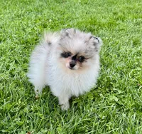 Merle male , a male Pomeranian for sale in Bourbonnais, IL – 1 of 7