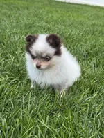 Rare chocolate roan female, a female Pomeranian for sale in Bourbonnais, IL – 6 of 7