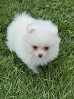 White male , a male Pomeranian for sale in Bourbonnais, IL – 2 of 7