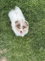 Choc merle male , a male Pomeranian for sale in Bourbonnais, IL – 5 of 9