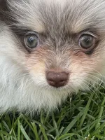 Rare chocolate roan female, a female Pomeranian for sale in Bourbonnais, IL – 2 of 7