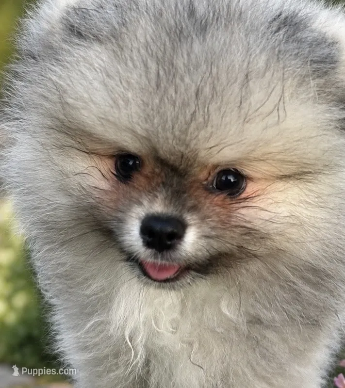 Sable male  – Pomeranian puppy for sale in Bourbonnais, IL