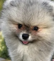 Sable male , a male Pomeranian for sale in Bourbonnais, IL – 1 of 2