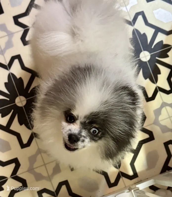 Merle male small blue eyes  – Pomeranian puppy for sale in Bourbonnais, IL
