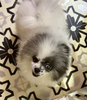 Merle male small blue eyes , a male Pomeranian for sale in Bourbonnais, IL – 1 of 4