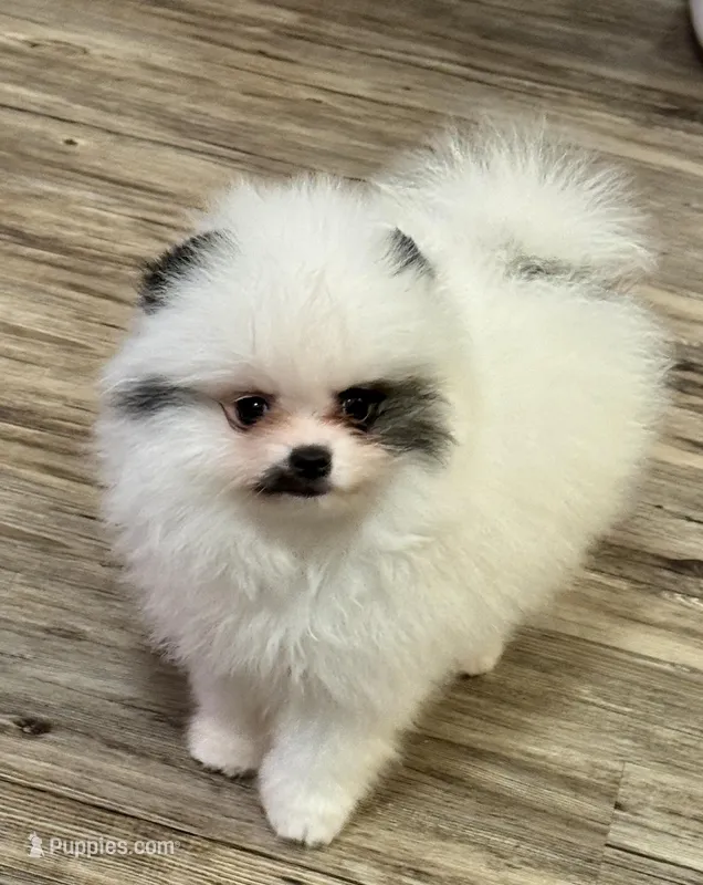 Black Parti male  – Pomeranian puppy for sale in Bourbonnais, IL