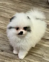 Black Parti male , a male Pomeranian for sale in Bourbonnais, IL – Photo 1 of 3