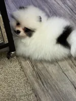 Black Parti male , a male Pomeranian for sale in Bourbonnais, IL – Photo 3 of 3