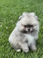 Sable male , a male Pomeranian for sale in Bourbonnais, IL – 2 of 5