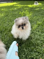 Merle male , a male Pomeranian for sale in Bourbonnais, IL – 6 of 7
