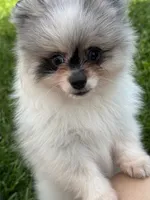 Merle male , a male Pomeranian for sale in Bourbonnais, IL – 3 of 7
