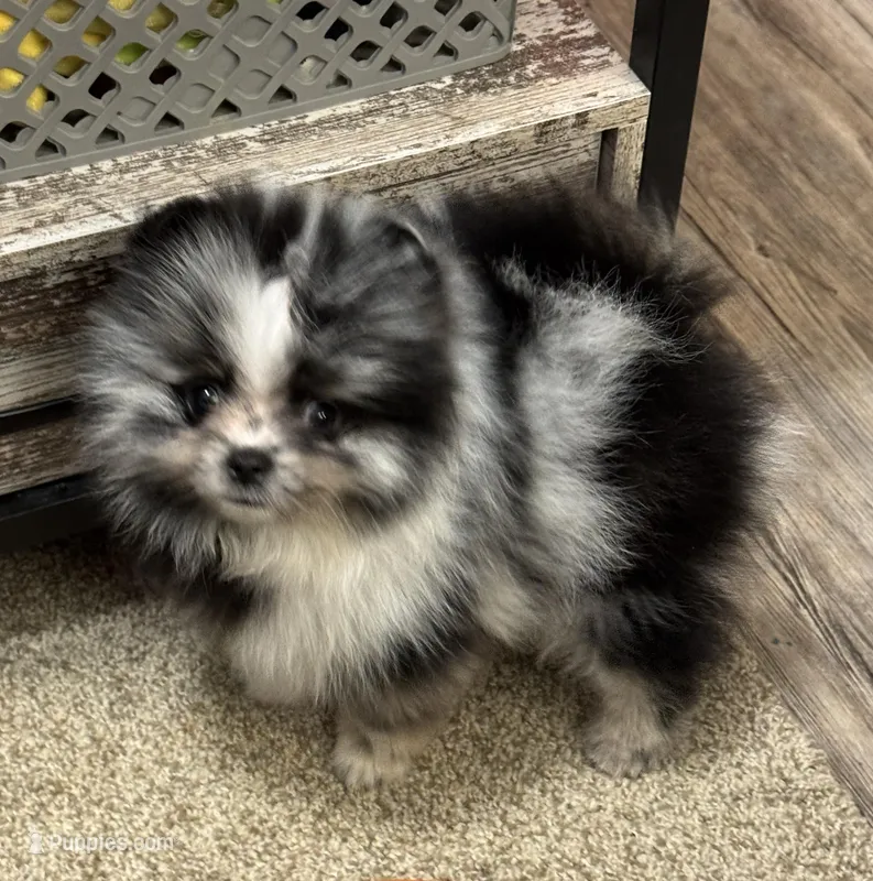 Merle male  – Pomeranian puppy for sale in Bourbonnais, IL
