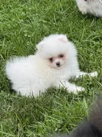 White male , a male Pomeranian for sale in Bourbonnais, IL – 3 of 3