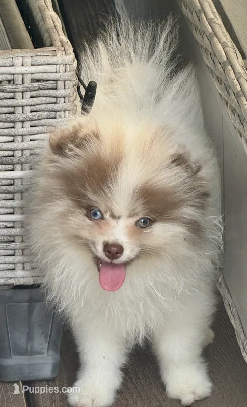 Choc merle male  – Pomeranian puppy for sale in Bourbonnais, IL