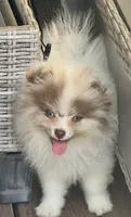 Choc merle male , a male Pomeranian for sale in Bourbonnais, IL – 1 of 9