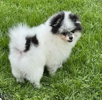 Black roan , a male Pomeranian for sale in Bourbonnais, IL – 6 of 8