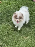 Choc merle male , a male Pomeranian for sale in Bourbonnais, IL – 4 of 9