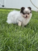 Rare chocolate roan female, a female Pomeranian for sale in Bourbonnais, IL – 4 of 7
