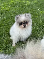Merle male , a male Pomeranian for sale in Bourbonnais, IL – 2 of 7