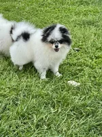 Black roan , a male Pomeranian for sale in Bourbonnais, IL – 7 of 8