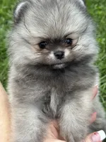 Sable smaller boy , a male Pomeranian for sale in Bourbonnais, IL – 4 of 4