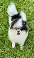 Black roan , a male Pomeranian for sale in Bourbonnais, IL – 4 of 8