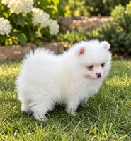 Choc Parti extreme piebald, a male Pomeranian for sale in Bourbonnais, IL – 1 of 2