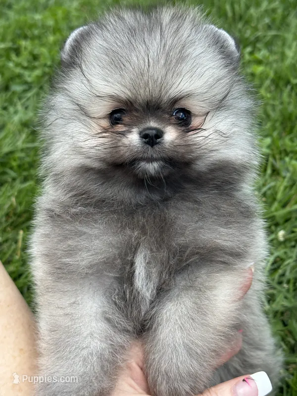 Sable smaller boy  – Pomeranian puppy for sale in Bourbonnais, IL