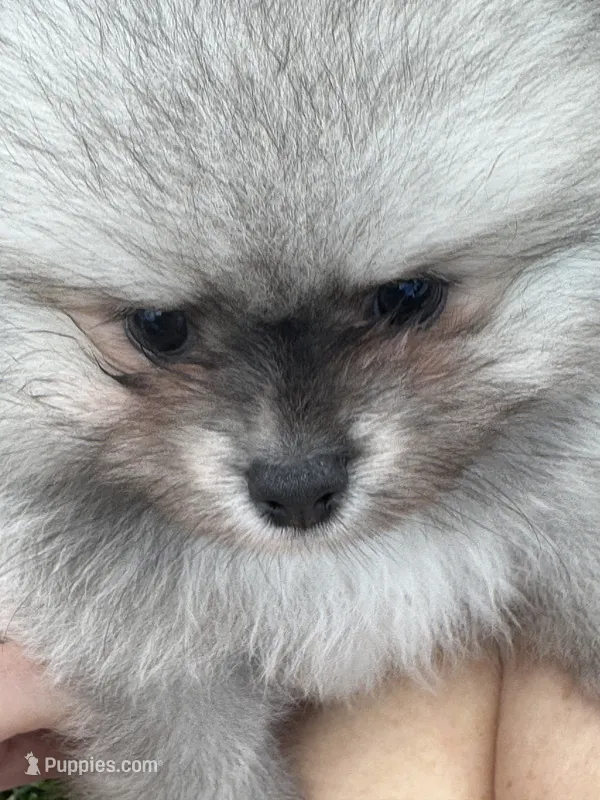 Sable male  – Pomeranian puppy for sale in Bourbonnais, IL