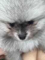 Sable male , a male Pomeranian for sale in Bourbonnais, IL – 1 of 5