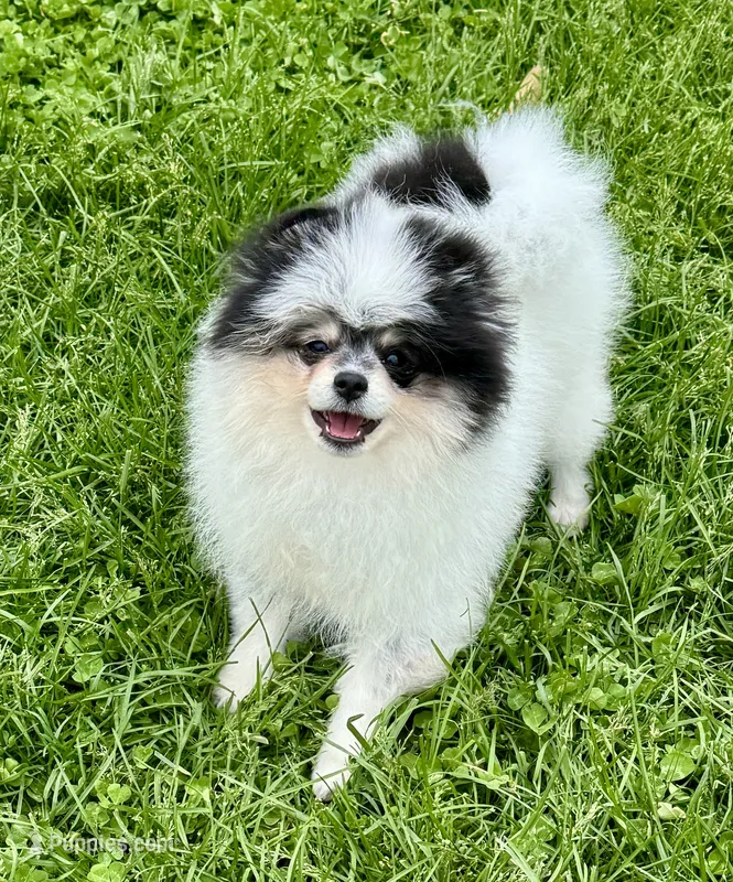 Black roan  – Pomeranian puppy for sale in Bourbonnais, IL