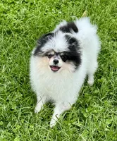 Black roan , a male Pomeranian for sale in Bourbonnais, IL – 1 of 8