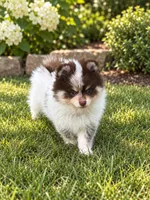 Choc roan Parti , a male Pomeranian for sale in Bourbonnais, IL – 2 of 2