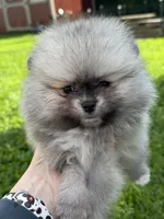 Sable male , a male Pomeranian for sale in Bourbonnais, IL – 5 of 5