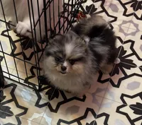 Merle female , a female Pomeranian for sale in Bourbonnais, IL – Photo 2 of 2