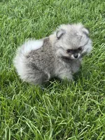Sable smaller boy , a male Pomeranian for sale in Bourbonnais, IL – 3 of 4