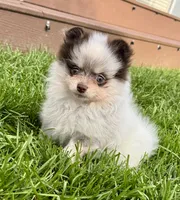 Rare chocolate roan female, a female Pomeranian for sale in Bourbonnais, IL – 7 of 7