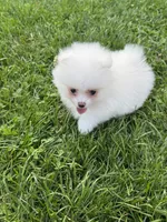 White male , a male Pomeranian for sale in Bourbonnais, IL – 5 of 7