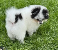 Black roan , a male Pomeranian for sale in Bourbonnais, IL – 5 of 8