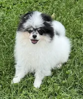 Black roan , a male Pomeranian for sale in Bourbonnais, IL – 2 of 8