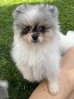 Merle male , a male Pomeranian for sale in Bourbonnais, IL – 4 of 7